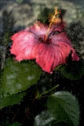 Hibiscus Under Glass #6 | Obraz na stenu