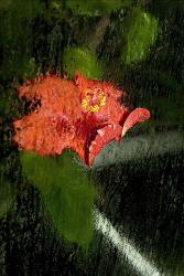 Hibiscus Under Glass #7 | Obraz na stenu
