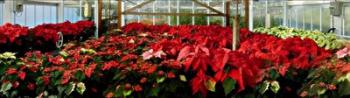 Poinsettia Garden | Obraz na stenu