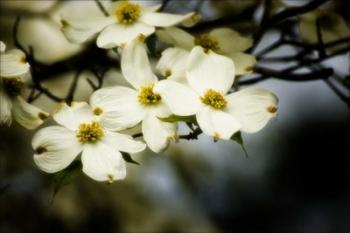 Flowers Of Spring | Obraz na stenu