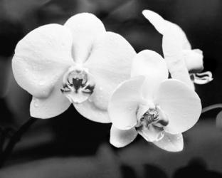 White Orchids | Obraz na stenu