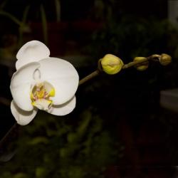 Warm White Orchid | Obraz na stenu
