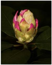 Rhododendron Bud 2 | Obraz na stenu