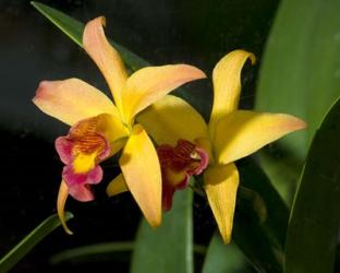 Two Orchids | Obraz na stenu