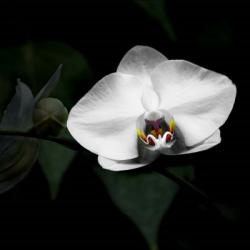 White Orchid With Bud | Obraz na stenu