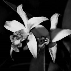 Twin Orchids | Obraz na stenu