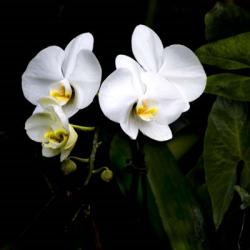 Orchids And Leaves | Obraz na stenu