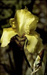 Yellow Iris | Obraz na stenu