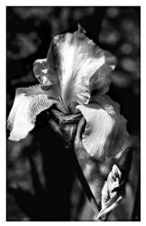 Black White Iris | Obraz na stenu