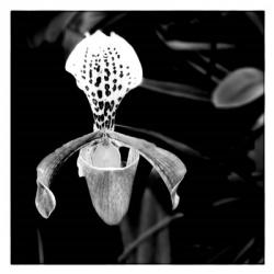 Orchid  #2 B&W | Obraz na stenu