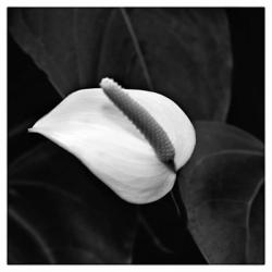 Lily Orchard #4 B&W | Obraz na stenu