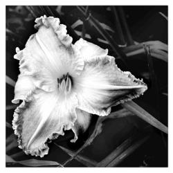Black And White Day Lily | Obraz na stenu