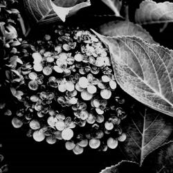 Tiny Flowers B&W | Obraz na stenu