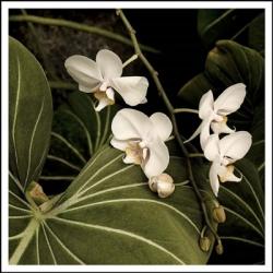 White Orchid On Leaves | Obraz na stenu
