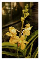 Golden Orchid | Obraz na stenu