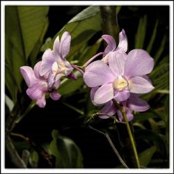 Pink Orchids | Obraz na stenu