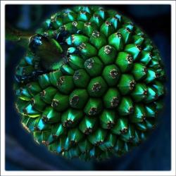 Pod Of Seeds | Obraz na stenu