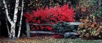 Fence With Foliage | Obraz na stenu