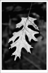 One Winter Leaf | Obraz na stenu