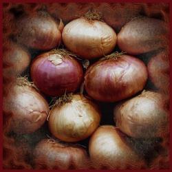 Onions | Obraz na stenu