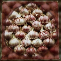 Garlic | Obraz na stenu
