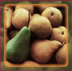 Bartlet Pears | Obraz na stenu