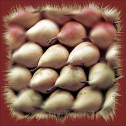 Swirl Of Pears | Obraz na stenu