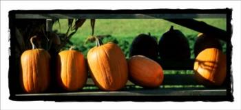 Row Of Pumpkins 2 | Obraz na stenu