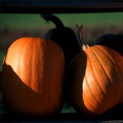 Two Pumkins | Obraz na stenu