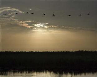 9 Birds Flying | Obraz na stenu