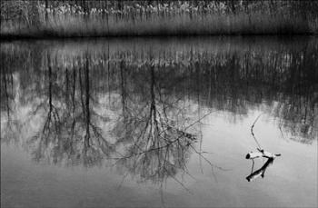 Reflection And Branch | Obraz na stenu