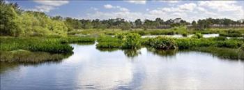 Everglade Waters | Obraz na stenu