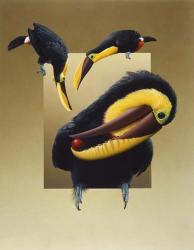 Chestnut-Mandibled Toucans | Obraz na stenu