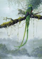 Resplendent Quetzal | Obraz na stenu