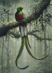 Resplendent Quetzal 2 | Obraz na stenu