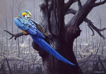 Blue And Yellow Macaw In Burned Forest | Obraz na stenu