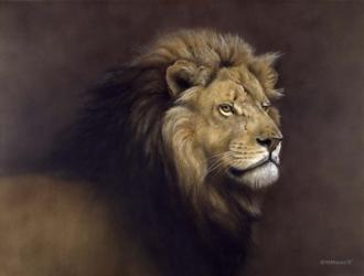 Lion Male | Obraz na stenu