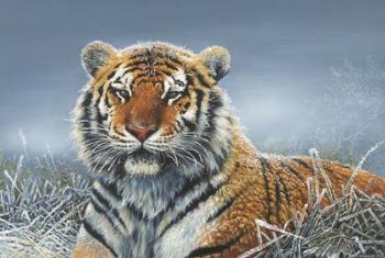 Tiger In Snow | Obraz na stenu