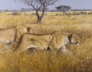 Hunting Lions | Obraz na stenu
