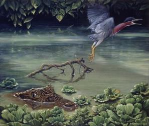 Caiman And Green-Backed Heron | Obraz na stenu