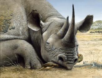 Black Rhino | Obraz na stenu
