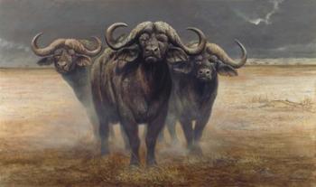Cape Buffalos | Obraz na stenu