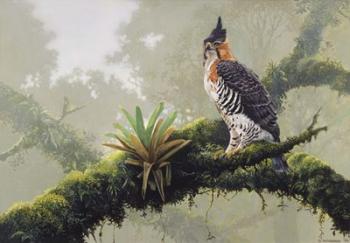 Ornate Hawk - Eagle | Obraz na stenu