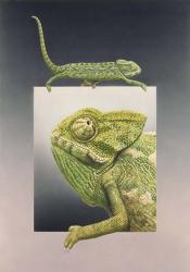 Chameleon | Obraz na stenu