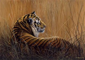 Tiger In Grass | Obraz na stenu