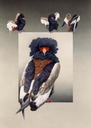 Bateleur ( African Eagle ) | Obraz na stenu