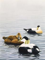 Common Eider | Obraz na stenu