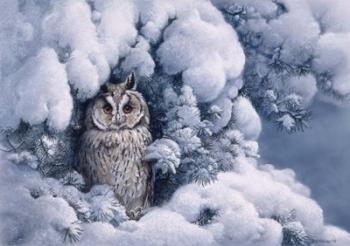 Long-Eared Owl | Obraz na stenu