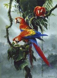 Red And Yellow Macaws | Obraz na stenu