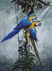 Blue And Yellow Macaws 2 | Obraz na stenu